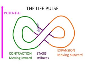 The Life Pulse